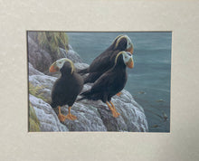 Load image into Gallery viewer, Tufted Puffins at Hakai Matted Art Print
