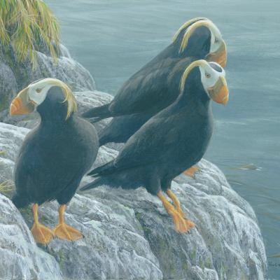 Tufted Puffins at Hakai Matted Art Print